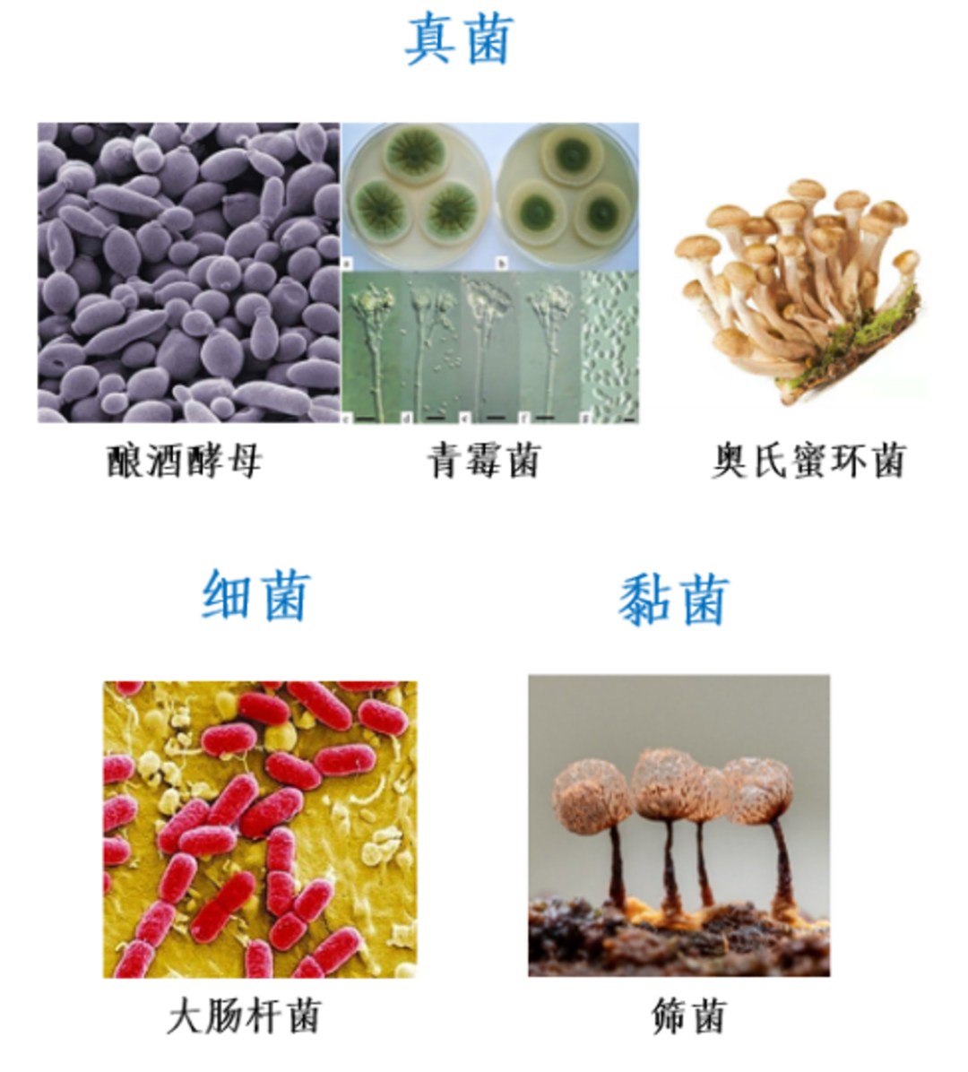 致命白毒伞的生长环境_致命毒伞菌_致命白毒伞到底什么味道