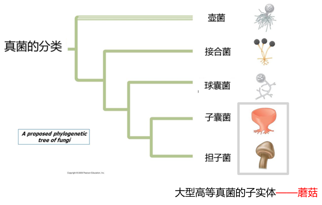 致命毒伞菌_致命白毒伞的生长环境_致命白毒伞到底什么味道