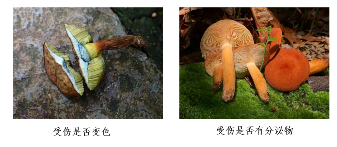 致命白毒伞的生长环境_致命白毒伞到底什么味道_致命毒伞菌