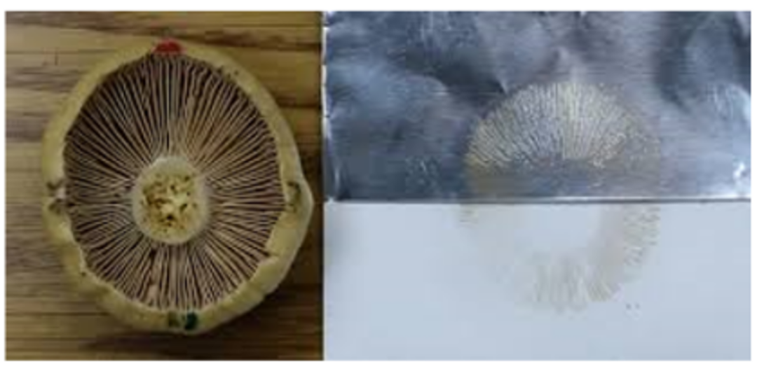 致命毒伞菌_致命白毒伞的生长环境_致命白毒伞到底什么味道