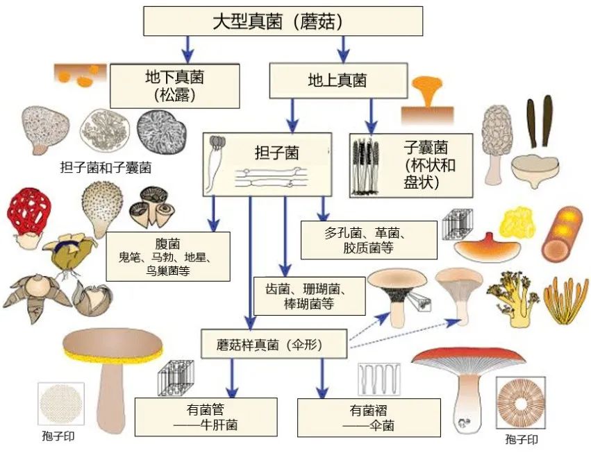致命白毒伞的生长环境_致命毒伞菌_致命白毒伞到底什么味道