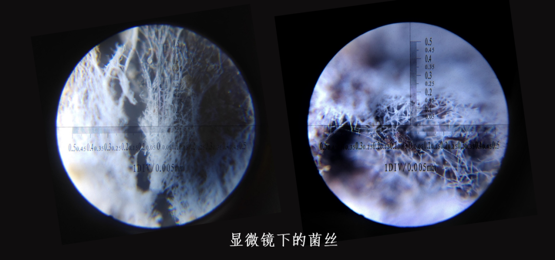 致命白毒伞到底什么味道_致命白毒伞的生长环境_致命毒伞菌