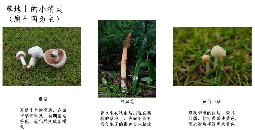 致命白毒伞到底什么味道_致命毒伞菌_致命白毒伞的生长环境
