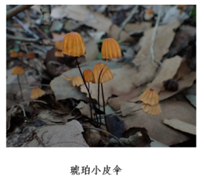 致命毒伞菌_致命白毒伞到底什么味道_致命白毒伞的生长环境