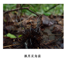 致命毒伞菌_致命白毒伞到底什么味道_致命白毒伞的生长环境