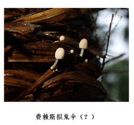 致命白毒伞的生长环境_致命毒伞菌_致命白毒伞到底什么味道