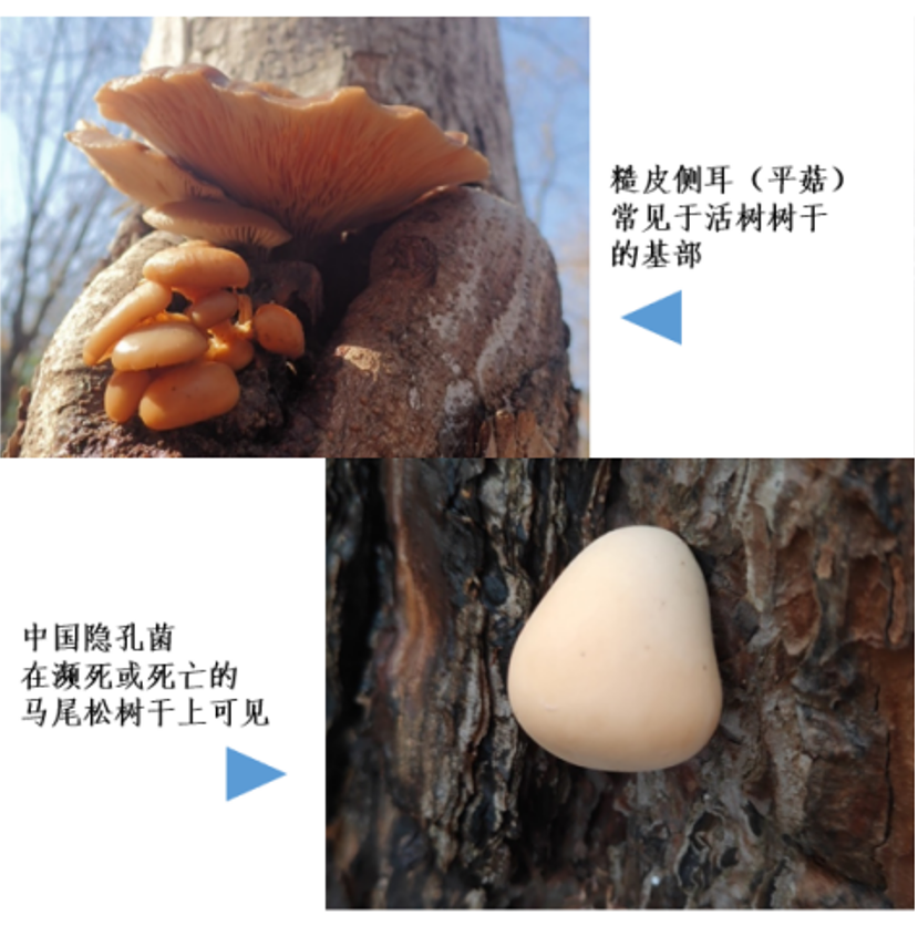 致命白毒伞的生长环境_致命毒伞菌_致命白毒伞到底什么味道