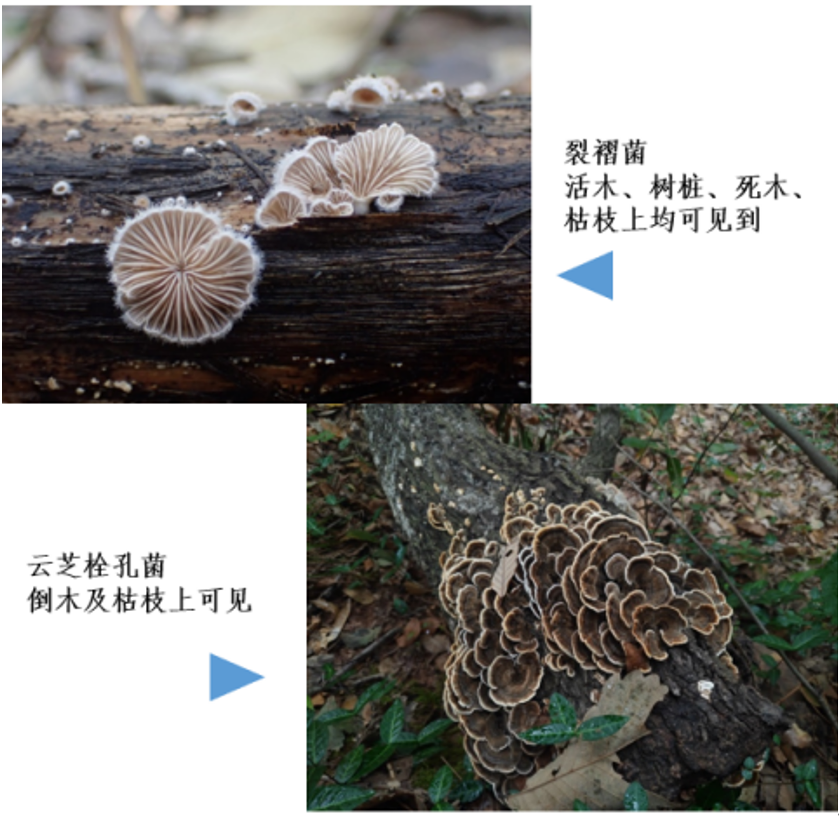 致命毒伞菌_致命白毒伞到底什么味道_致命白毒伞的生长环境