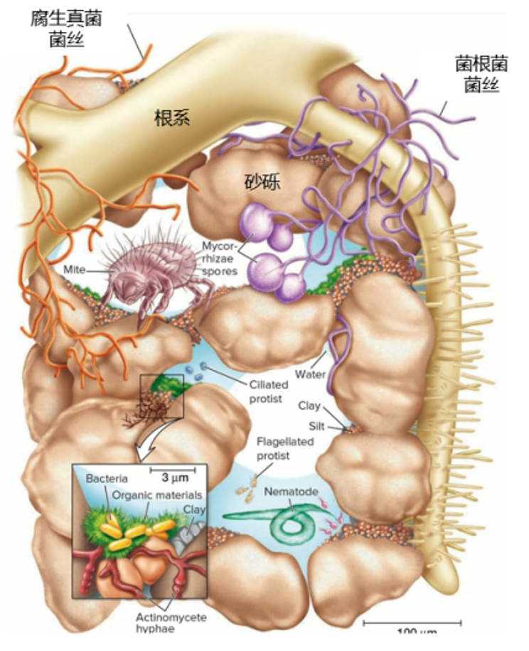 致命毒伞菌_致命白毒伞的生长环境_致命白毒伞到底什么味道