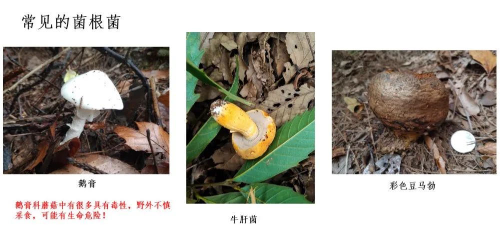 致命白毒伞的生长环境_致命白毒伞到底什么味道_致命毒伞菌