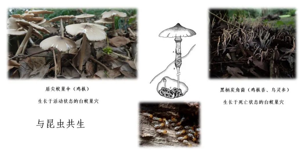 致命白毒伞到底什么味道_致命白毒伞的生长环境_致命毒伞菌