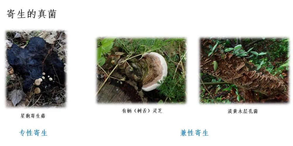 致命毒伞菌_致命白毒伞的生长环境_致命白毒伞到底什么味道