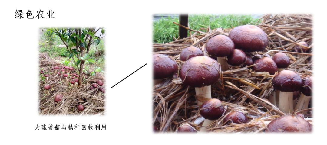 致命白毒伞的生长环境_致命毒伞菌_致命白毒伞到底什么味道