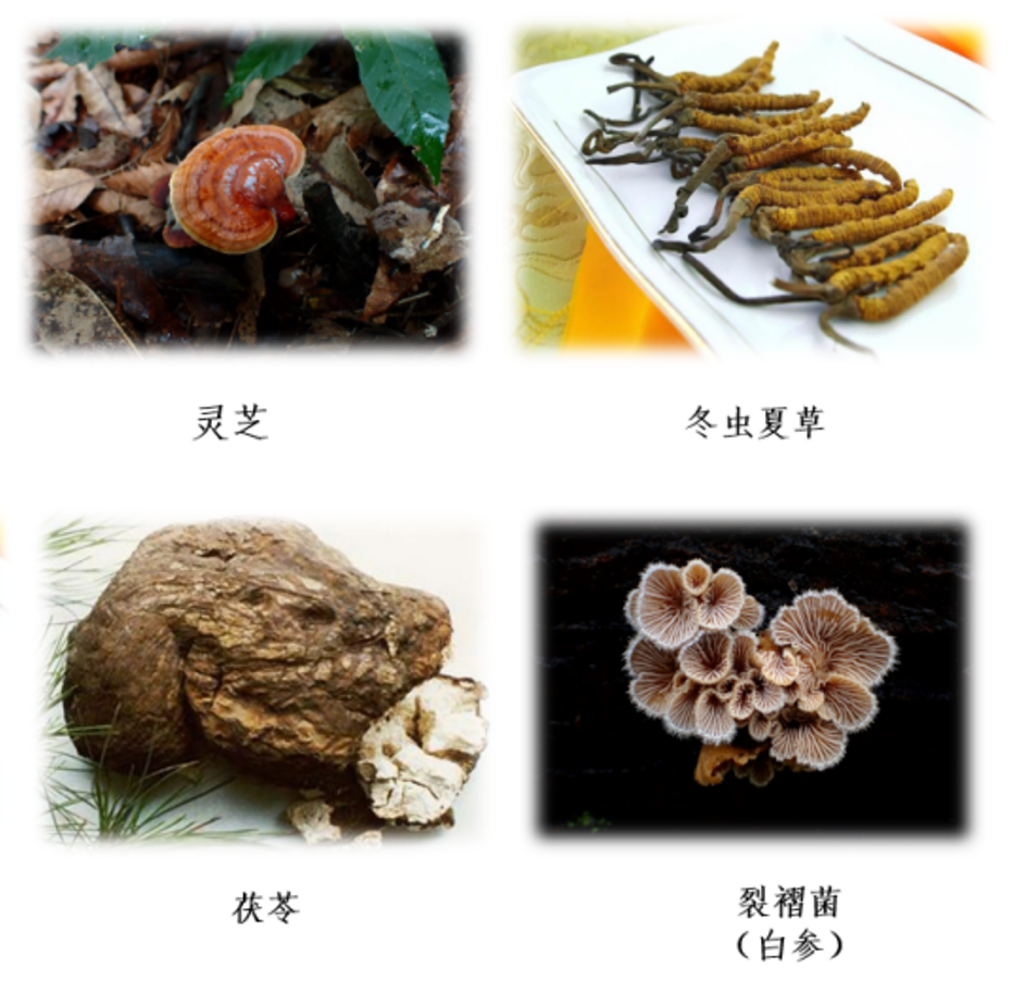 致命白毒伞的生长环境_致命毒伞菌_致命白毒伞到底什么味道