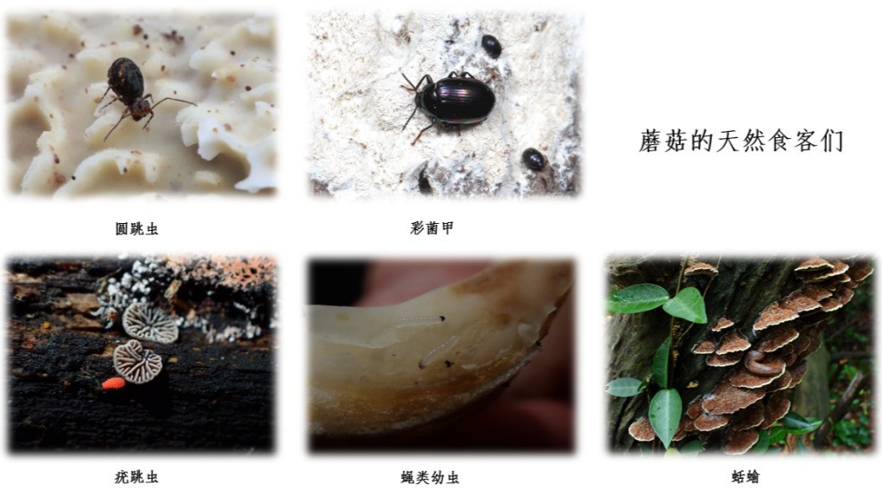 致命白毒伞的生长环境_致命白毒伞到底什么味道_致命毒伞菌