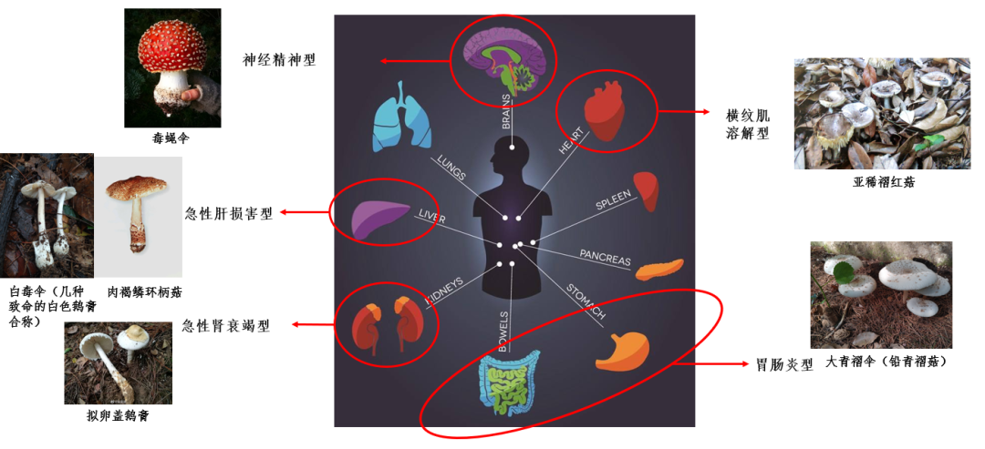 致命白毒伞到底什么味道_致命白毒伞的生长环境_致命毒伞菌