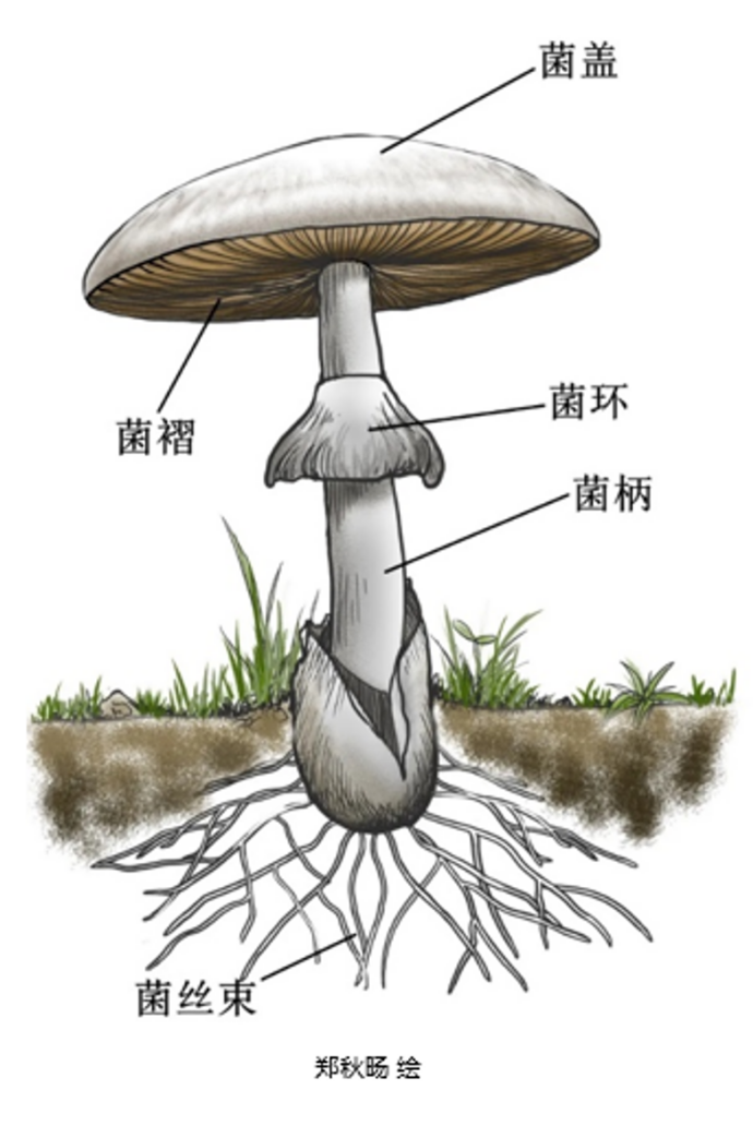 致命毒伞菌_致命白毒伞的生长环境_致命白毒伞到底什么味道
