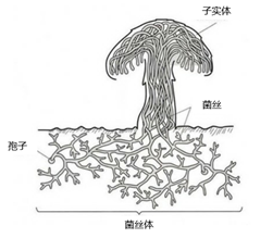 致命白毒伞到底什么味道_致命白毒伞的生长环境_致命毒伞菌