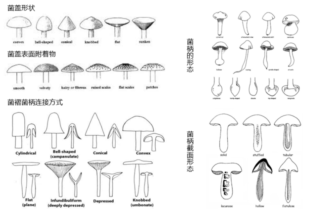 致命白毒伞到底什么味道_致命毒伞菌_致命白毒伞的生长环境