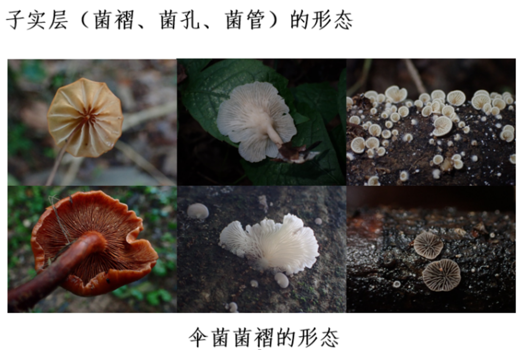 致命白毒伞到底什么味道_致命白毒伞的生长环境_致命毒伞菌