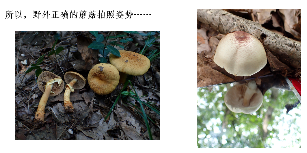 致命白毒伞的生长环境_致命毒伞菌_致命白毒伞到底什么味道